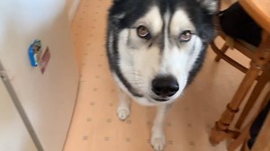 The battle continues! If you thought he would be happier wearing a harness you'd be wrong, he hates them! | Keyush the Stunt Dog