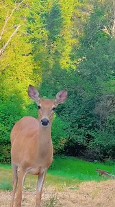 56K views · 3.5K reactions | My beautiful shadow. | Bonnie Lambert | Facebook