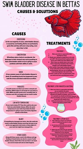 Swim Bladder Disease in Betta Causes & Solutions 🌟 Sana maka tulong ♥️ If Meron kayong iBang idea pa share nmn 👍 #reelsvideoシ #highlights2025 #highlightseveryonefollowers2025 #reelsviralシfb #reelsfbシ #highlightsシ゚ #highlighteveryone #bettaphilippines #reelsfypシ #follower | Mondrew James