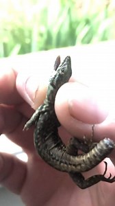 Martin Shapes on Reels