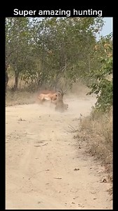 A leopard hunts an impala. | Creature Trending