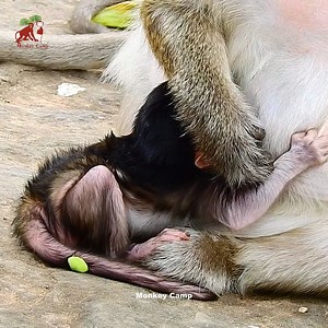 1.1K views | OMG... newborn try to get milk even mom is weaning, Monkey Camp 12.814K | MonkeyCamp | Facebook