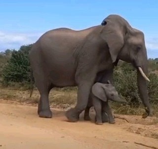 ELEPHANT MOTHER'S Elephant mothers carry their babies for almost two years before giving birth. Mother and child remain in constant touch, the calf never straying more than a trunk’s length from its mother, while she gently steers it by grasping its tail with her trunk. Elephant mothers know best The mother carries her calf over obstacles, rescues it from mishaps, and uses her own body to protect it from attack: even from the hot sun. She bathes it using her trunk, both to spray water over it an