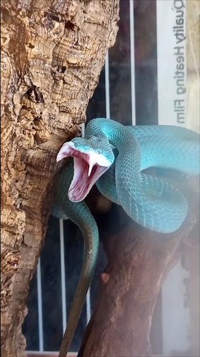 Trimeresurus insularis blue 💙