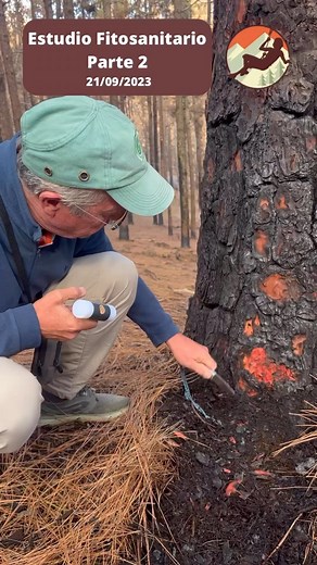 Segunda parte del estudio fitosanitario llevado a cabo por el experto forestal Sven Augier (certificación del estado y salud de los árboles) tras el #ifarafocandelaria 🌲 muestra cómo se revisa la corteza en su parte superficial y entre las fisuras, así como se encuentra el sistema de raíces 🌱 la seguridad es lo primero para nuestra actividad y comienza por la seguridad de los árboles soporte de nuestros circuitos 🧗🏽 Tras esta primera visita, tenemos las instrucciones para ir viendo la evoluc