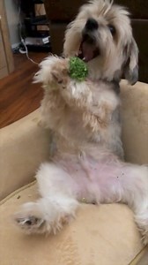 "My dog is obsessed with broccoli" 😂 | VT