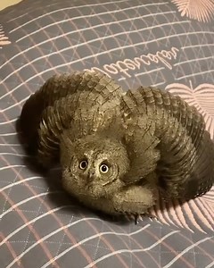 Follow me @theowlslovers #britishwildlifephotography #wildlife_shots #howlter #wildlifephotography #foodbowl #owldrawing #lowlightphotography #instik #wildlifetattoo #bird_captures #birds_of_instagram #yellowlabrador #bbcwildlifepotd #igscwildlife #followloop #wildlifedrawing #owl #chowchowlovers #superbowlxlvii #smoothiesbowl #birds #ricebowls #humminbird #birdsofinstagram #birddogoftheday #africanwildlifephotography #redbirds #bigcatswildlife #yorkshirewildlifepark #slowliving | The Owls Lover