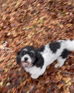 18 reactions | BlackJangles Tuesday  | Jangles Home Boarding, Walking and Day Care | Facebook