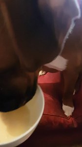 12K views · 66 reactions | Someone put this messy eater in custard-y! | Metro | Facebook