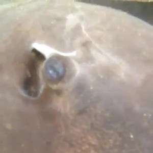 Watershot #rare #hawaiianstingray #FBI Mauna Lani Bay Hotel and Bungalows Hulakai | Pure Digital Maui | Facebook