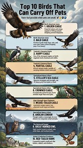Top 10 Birds That Can Carry Off Pets It sounds hard to believe, but some large birds of prey are strong enough to lift or seriously injure small pets. Puppies, kittens, rabbits, and other small animals are most at risk, especially when left unattended outdoors. These birds do not recognize pets as companions. They see movement, size, and opportunity, and instinct takes over. Most incidents happen quickly and without warning, often in open yards or rural areas. Understanding this behavior helps r