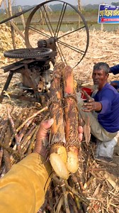 Traditional Sugarcane Jaggery Making Process. | Sakib Al Hasan