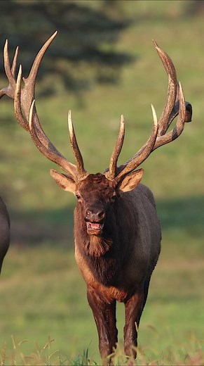 17K views · 468 reactions | A large bull elk during the rut #elk #deer #wildlifephotography | Harry Collins Photography | Facebook