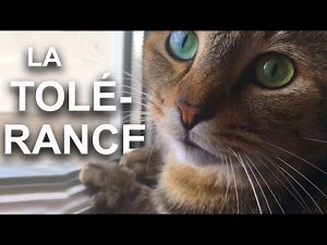 LA TOLERANCE - PAROLE DE CHAT
