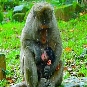 THE MOST COLD BABE HUGGING MAMA WHEN RAINING. #monkeys #MonkeyLife #monkey #babymonkey #amazing #facebook #videovirales #animals | Monkeys Premature | Facebook