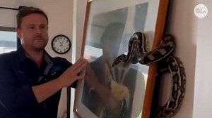 A picture is worth a thousand...hisses? This homeowner found out a python was to blame for her drooping wall art. | USA TODAY