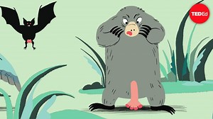 The evolution of animal genitalia