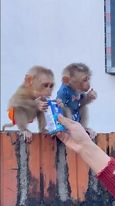 mother feeding two baby monkeys milk🍼