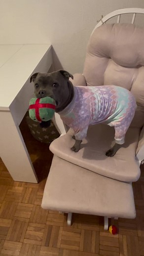 Dora and Teddy on TikTok