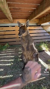 67 reactions | Wait for the extreme belly scratching 輦❤️ | Matty’s Sanctuary | Facebook