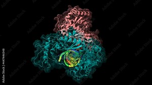 Structure of HIV-1 reverse transcriptase in complex with RNA-DNA and Nevirapine (red), animated 3D cartoon and Gaussian surface models, chain id color scheme, based on PDB 4puo, black background