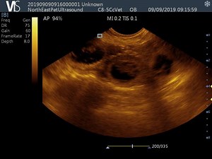 French Bulldog Ultrasound Video.. | North East Pet Ultrasound