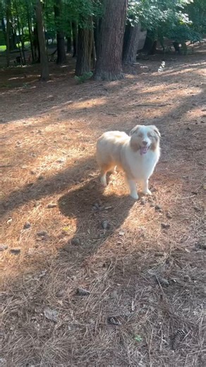 🇦🇺ATLAS the Australian Shepherd is a regular visitor at 🌲Forest Dog Private Playground at Winterpast Farm in Wake Forest NC. This morning he met up there with dog pal JOSIE. She installed her personalized name bone 🦴 on Farmer Mary’s wall of Forest Dog Friends. She opened a “wee-mail” account; we hope she will be back to check replies.😂 🌲Forest Dog Private Playground is OPEN DAILY for a fun, FULLY FENCED 4 acre unleashed snifari for dogs. Text Farmer Mary at 919-244-1800 to schedule a visi
