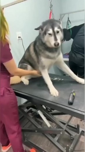 Pinot's Palette on Reels