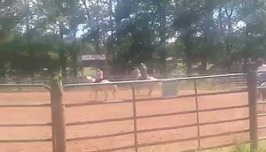 2K views · 11 reactions | Consigned to the December 5th Catalog Special  Online Bidding Available at : https://mtairylivestock.hibid.com AQHA 2009 Model Palomino Mare - great all around horse, been to playdays, trail rides great. Also UTD on shots, feet are good and also sound. Great kids horse! | Mt. Airy horse and tack sale | Facebook