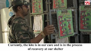 JCT received an injured Indian Black Kite that had a nasty open wound. The person who found the bird informed us that it was unable to fly and had a severe injury. Without any delay, the rescuer promptly brought the kite to us for urgent medical care. Upon its arrival, our team conducted a thorough examination to identify any additional injuries or fractures and administered the required treatment. Currently, the kite is in our care and is in the process of recovery at our shelter. #jct #jivdaya