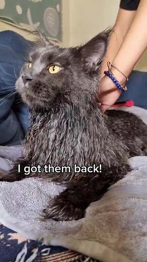 Don't ever put me in the shower again! #largecatsoftiktok #foryoupage #fyp #mainecoon #largecatsoftiktok #notyouraveragecat #fluffycat #wetcat