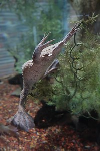 Surinam toads make for an interesting sight, with flattened bodies, triangular heads and long fingers that end in a star shape. 🌟Look for one during your next #cleaquarium visit! #natureiscurious #splashofwonder #thingstodoincleveland #aquarium #toad | Greater Cleveland Aquarium