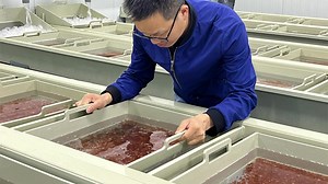 Automatic Fish Hatchery Equipment/fish Egg Incubator Hatchery Machine Price/catfish Hatchery Ras System for Sale