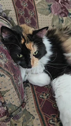 Silver Moonsong on TikTok