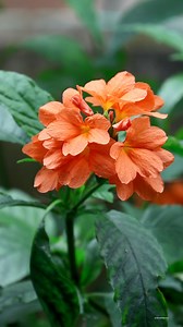 Crossandra flowers | My Beautiful Garden