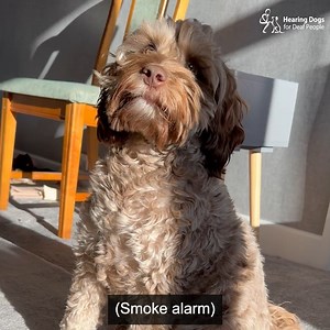 28K views · 665 reactions | Cockapoo Summer recently moved in with her deaf partner and here she is showing off her super soundwork during hearing dog training  You'll see Summer performing the danger signal to a smoke alarm, as well as alerting to a timer and doorbell. The danger signal sees Summer immediately lie down rather than lead her volunteer trainer towards the sound, as it could be a hazardous situation  | Hearing Dogs for Deaf People | Facebook