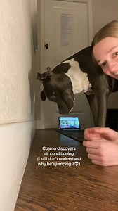 This is why I love pitties Via: Natalie Sanchez Media (Tik Tok) | Pablo The Bully