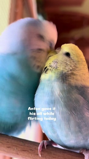 Parakeet Pair: Charming Budgie Moments