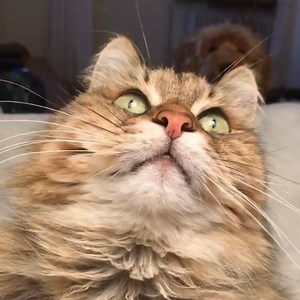 Beautiful green eyed kitty