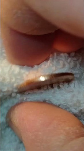 2021 D Penny: Shield Cent Doubled Die Reverse Variety Penny #coin