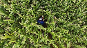 2.6K views | To kickoff a month filled with #DairyDuties, we have this corny video of our Director of Agronomy, Matt Wichman. As our lead agronomist, his duties include purchasing seed and fertilizer, collaborating with our operations managers to dedicate land for certain crops, generating reports, and much more! Thank you Matt for all of your hard work! | Milk Source, LLC | Facebook