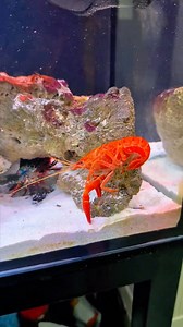 Mantis Fart 💨🤣 #reels | REEF TANK Paradise