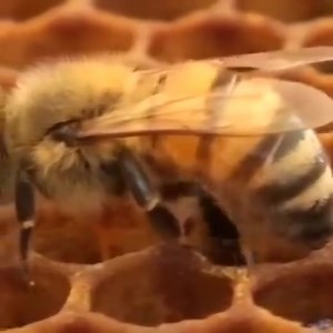 #bee storing #pollen #bees | Honey Apple Farm