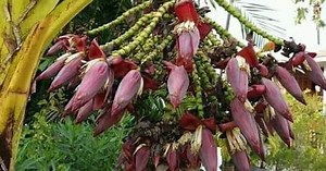 Thực hư cây chuối bé tí nhưng cho ra tới hàng chục búp hoa đang gây xôn xao MXH: Kiểu này hái vào thì làm được khối món ngon