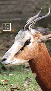 Ce fût la dernière Gazelle Mohrr Dama de sexe masculin en Tunisie. A 14 ans, elle est morte naturellement dans le parc national de Bouhedma à Gafsa. Selon l'Union internationale pour la conservation de la nature, elle est en danger critique d’extinction définitive dans son aire de répartition du Nord Afrique et en Afrique Subsaharienne. | Faza.tn