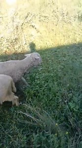 6.2K views · 89 reactions | 7051453269. Asalamualaikum hope all friends are fine 3 pregnant ewes are looking for new home at Wanbal srinagar. 25k price. #ewes #post #viralvideochallenge #viralreelschallenge Follow sheep seller ang For ADD PROMOTION CONTACT 77808 37312 Thanks to all brothers who support  ❤️   | sheep seller ang | Facebook