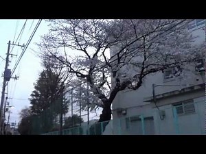 杉並区清水 妙正寺川の枝垂れ桜