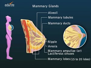 #Mammary #gland, #Physiology of the #Breast | Field Veterinarian