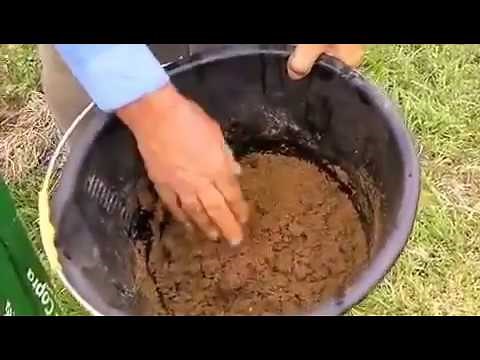 Feeding horses Coolstance copra (coconut meal) either wet or dry.