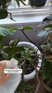 25K views · 165 reactions | So gross 濫 fungus gnats are THE WORST!...